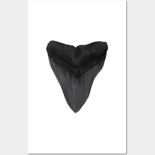 Megalodon Shark Tooth Posters and Art